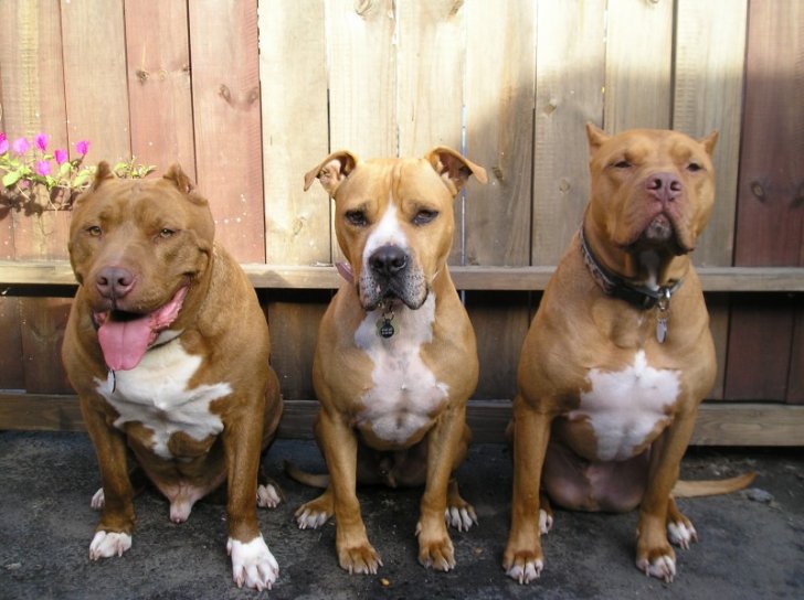 are pitbull terriers good with other dogs