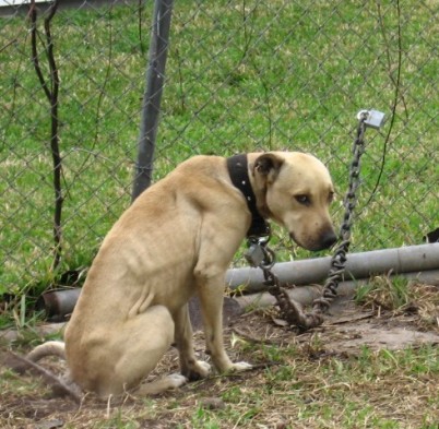 Villalobos Rescue Center, New Orleans