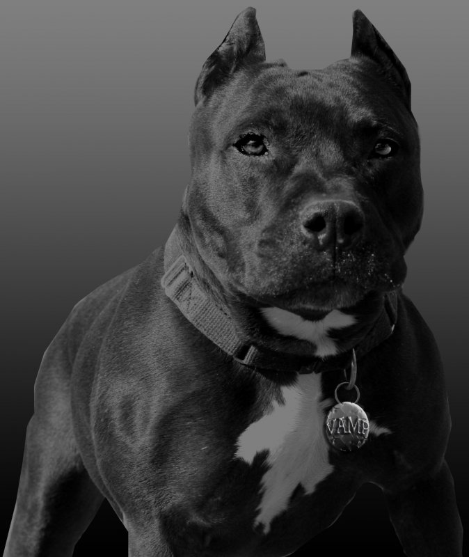 are pit bulls the toughest dog