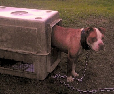 pitbull on chain