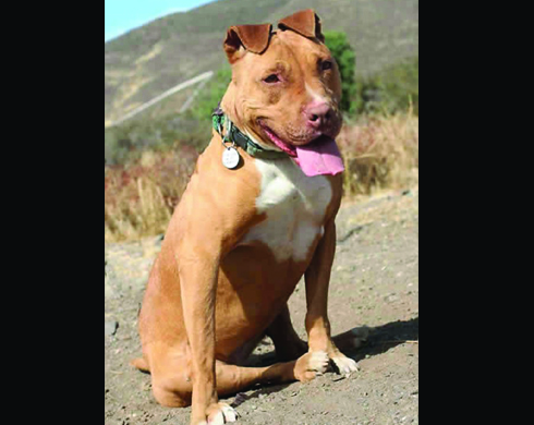 Rescue Dogs That Found Homes Thanks to the Villalobos Rescue Center, Pit  Bulls & Parolees Official Show Page