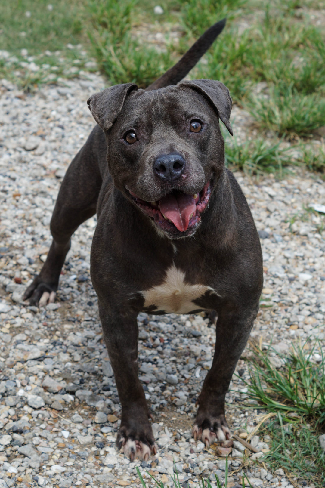 BISHOP - Villalobos Rescue Center