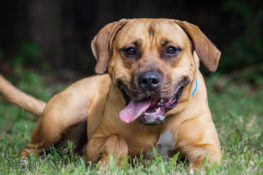 KENTUCKY - Villalobos Rescue Center