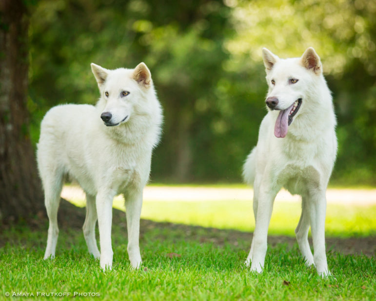 BroandSis - Villalobos Rescue Center