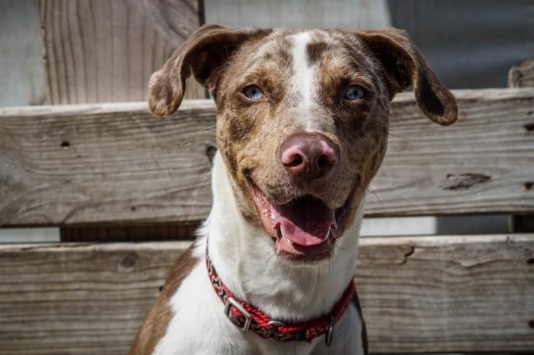 Sponsor/Virtually Adopt a VRC Dog or Cat Villalobos Rescue Center