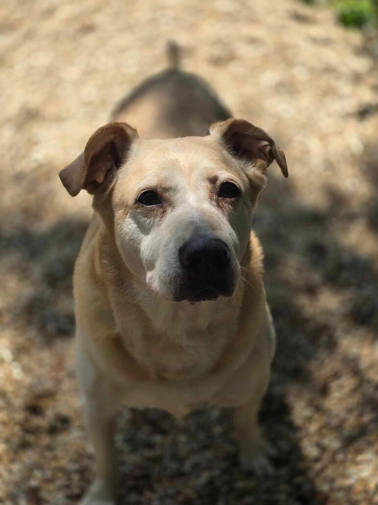 CHICKASAW - Villalobos Rescue Center